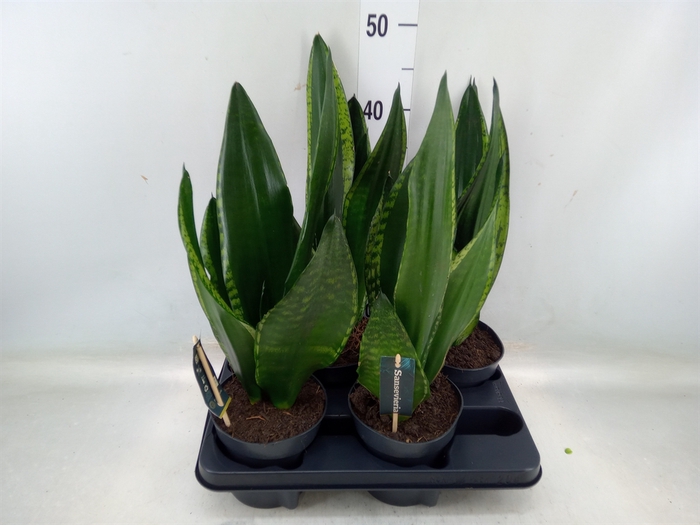 <h4>Sansevieria trifa.   ...</h4>