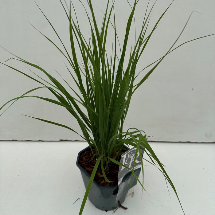 <h4>Liriope 'Moneymaker'</h4>