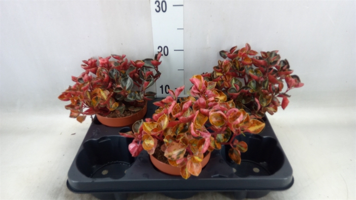 <h4>Peperomia</h4>