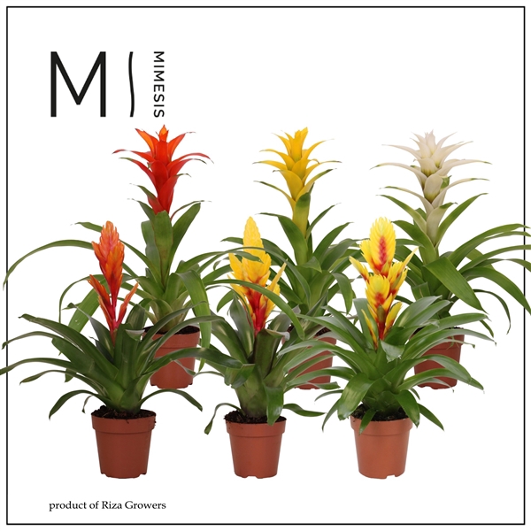 <h4>Mimesis Bromelia Nature - 12 cm</h4>
