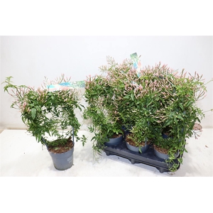 Jasm Polyanthum Wit