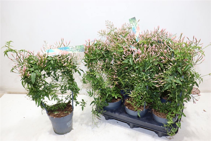 <h4>Jasm Polyanthum Wit</h4>