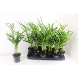 Dypsis lutescens   ...Chrysalidoca