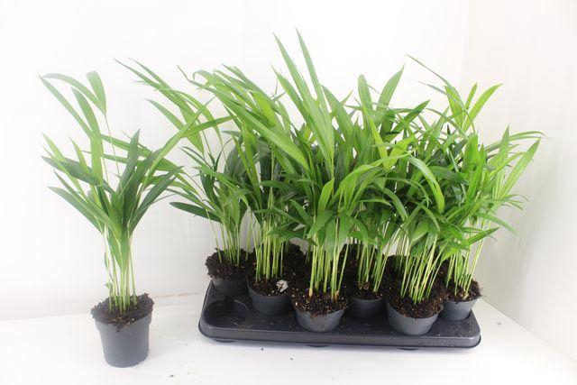 <h4>Dypsis lutescens   ...Chrysalidoca</h4>