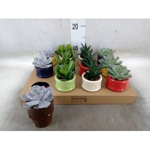 Succulents   ...