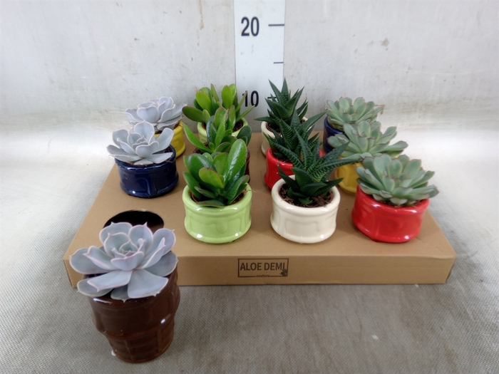 <h4>Succulents   ...</h4>