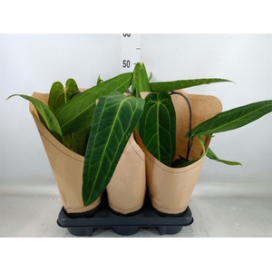 Anthurium   ...