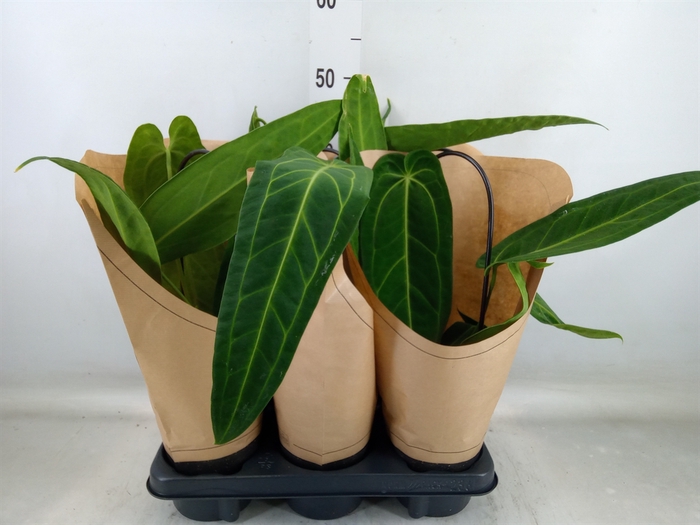 <h4>Anthurium   ...</h4>