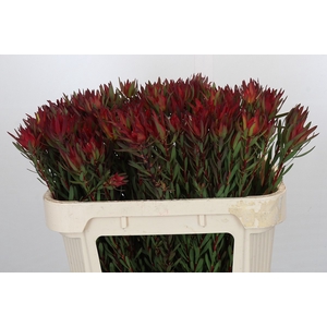 Leucadendron Blush