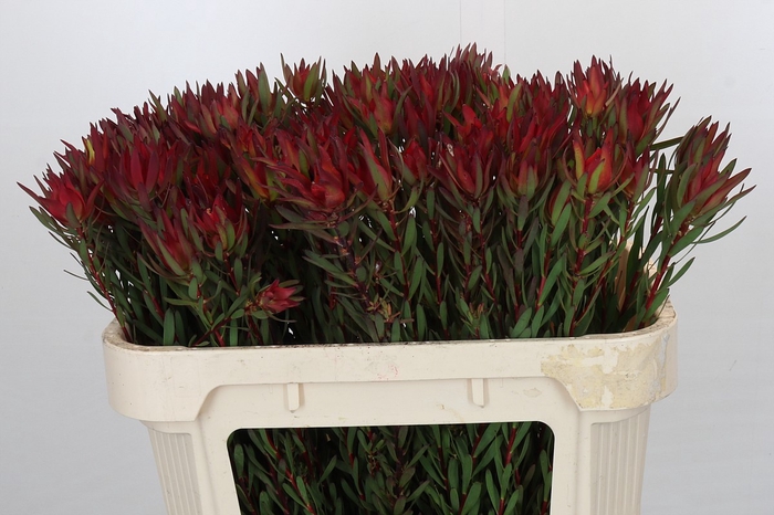 <h4>Leucadendron Blush</h4>