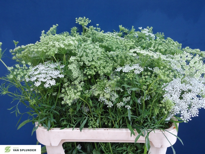 <h4>AMMI MAJUS</h4>