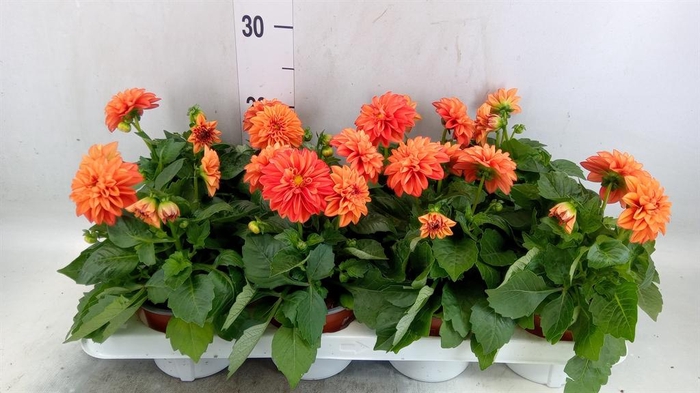 <h4>Dahlia  'Dahlietta Rachel'</h4>
