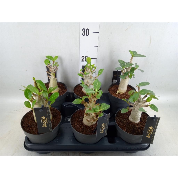 <h4>Adenium NB 'Ansu Baobab'</h4>