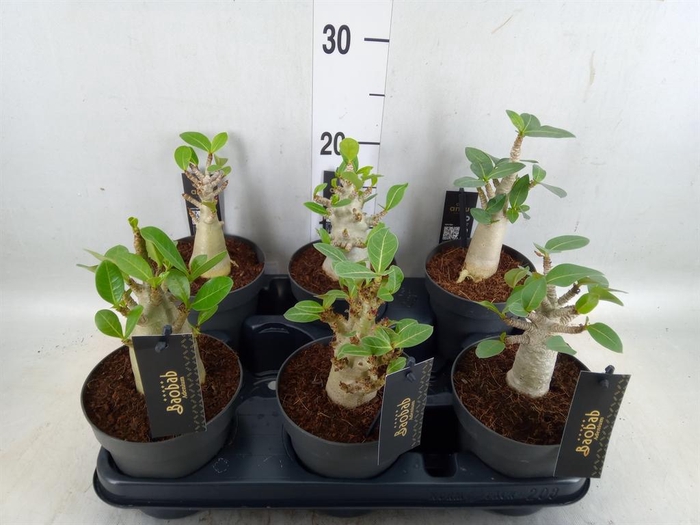<h4>Adenium NB 'Ansu Baobab'</h4>