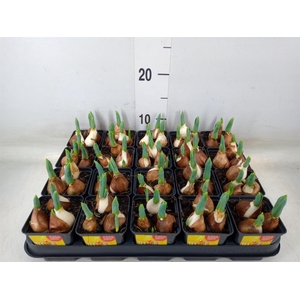 Tulipa DU 'Yellow Baby'