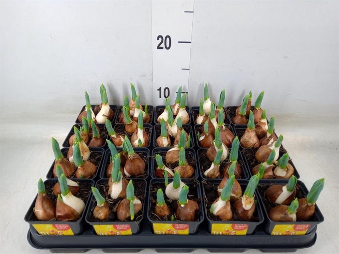 <h4>Tulipa DU 'Yellow Baby'</h4>