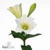 Lilium lo watch up