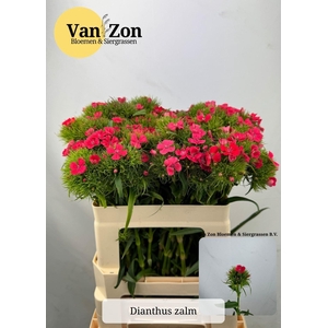 DI BARB BARBARELLA ZALMROZE