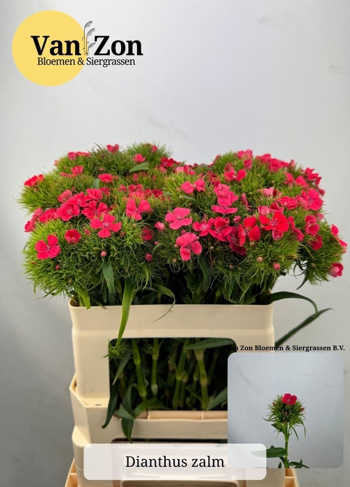 <h4>DI BARB BARBARELLA ZALMROZE</h4>