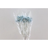 Dried Immortelle Light Blue 10pcs Bunch Slv