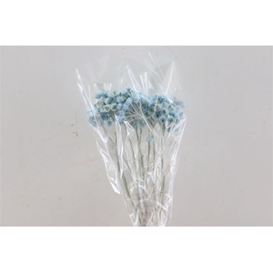 Dried Immortelle Light Blue Slv