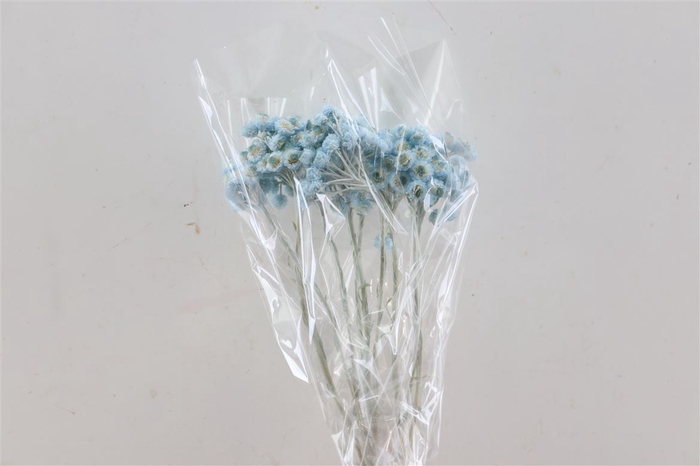 <h4>Dried Immortelle Light Blue Slv</h4>