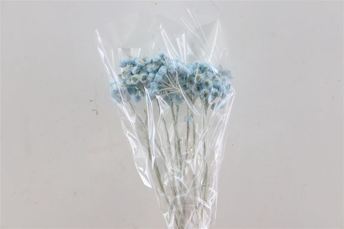 Dried Immortelle Light Blue 10pcs Bunch Slv