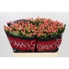 Hypericum Sweet Romance