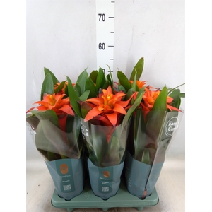 Guzmania  'Fiero Orange'