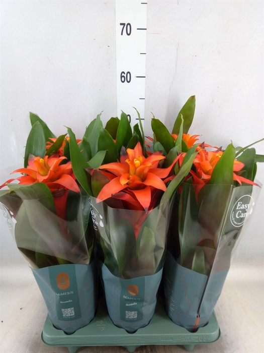 <h4>Guzmania  'Fiero Orange'</h4>