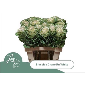 Brass Crane Ru White
