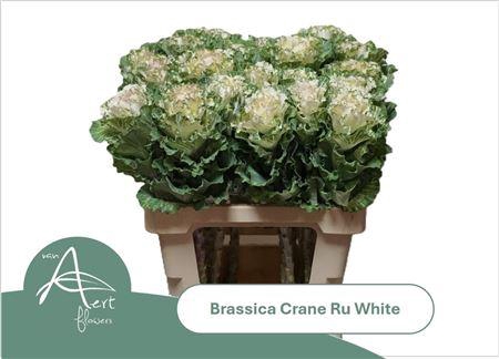 <h4>Brass Crane Ru White</h4>