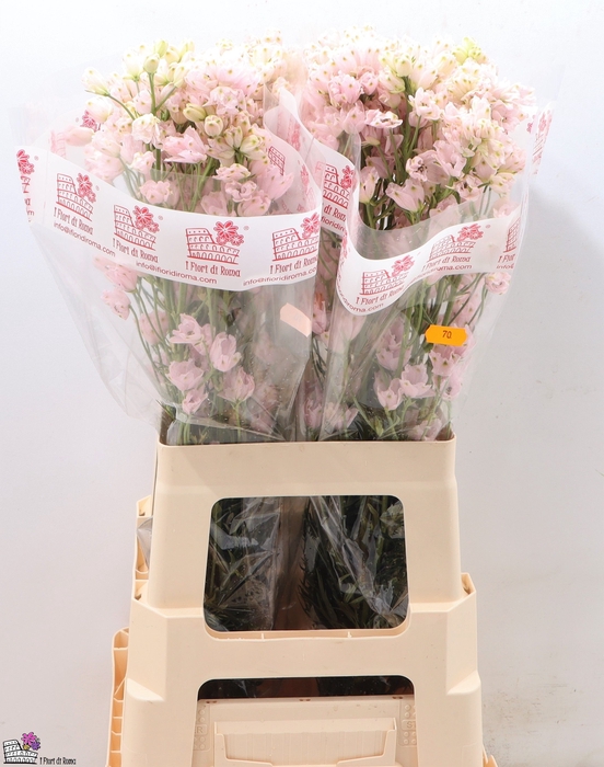 <h4>DELPH EN M SUG PINK</h4>