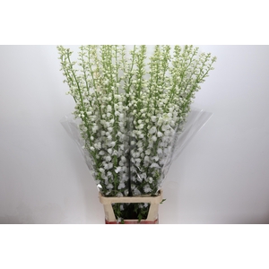 Delph Du Elatum Candle White