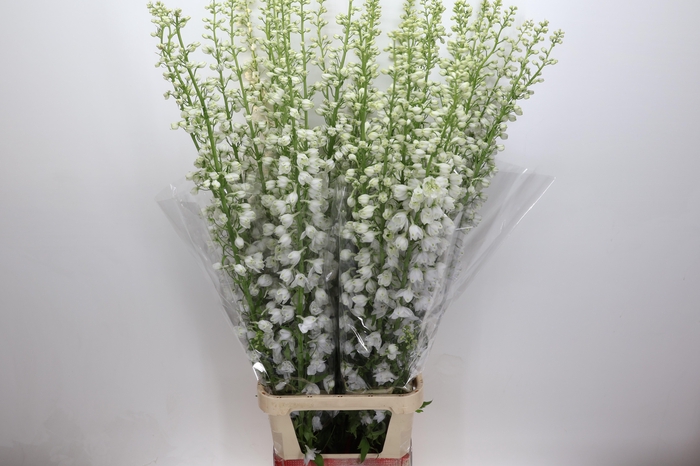 <h4>Delph Du Elatum Candle White</h4>