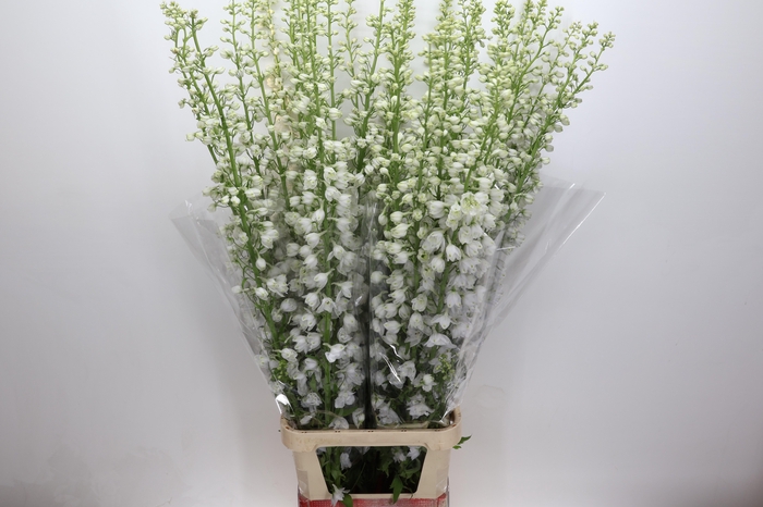 <h4>Delphinium Elatum Candle White</h4>