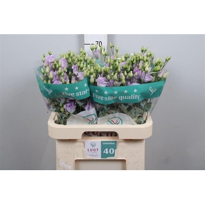 Eus G Lisanne Lavender