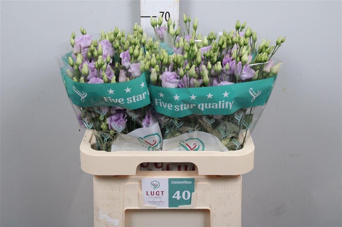 <h4>Eus G Lisanne Lavender</h4>