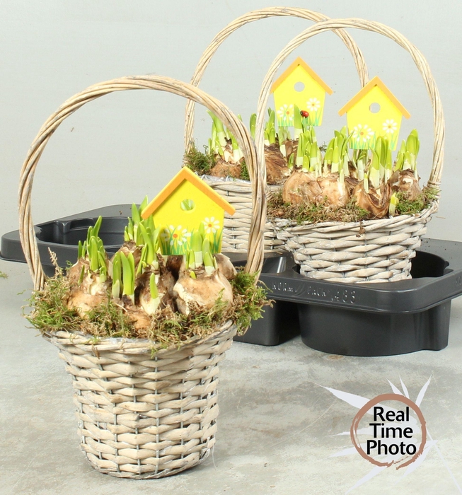 <h4>ARR NARCISSUS</h4>