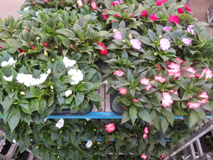 <h4>IMPAT NG MIXK 4 KL</h4>