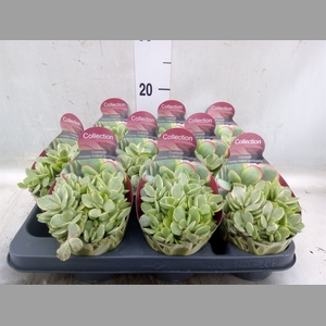 Crassula   ...