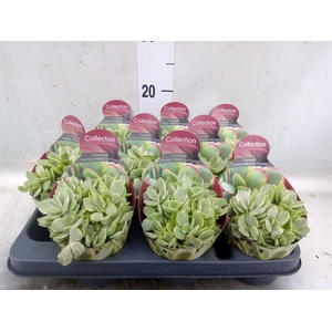Crassula   ...