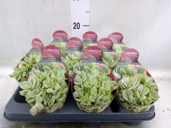<h4>Crassula   ...</h4>