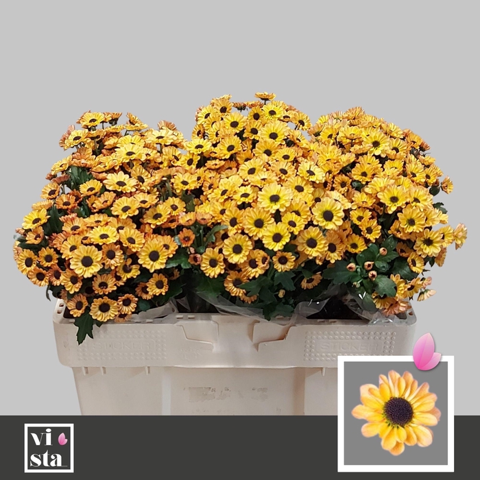 <h4>CHR S YIN YANG GOLDE</h4>