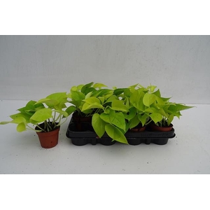 EPIPR GOLDEN POTHOS