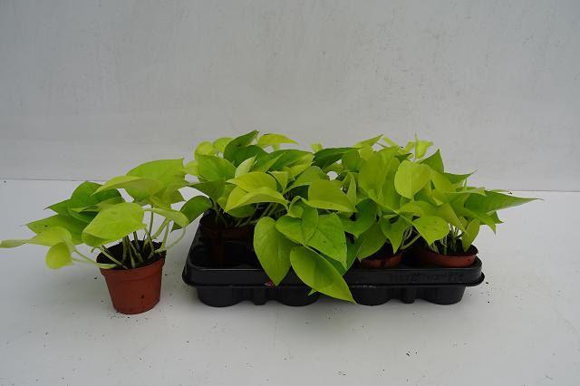 <h4>EPIPR GOLDEN POTHOS</h4>
