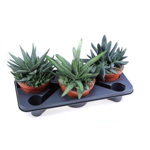 Aloe   ...mix