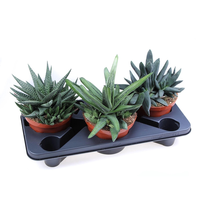 <h4>Aloe   ...mix</h4>