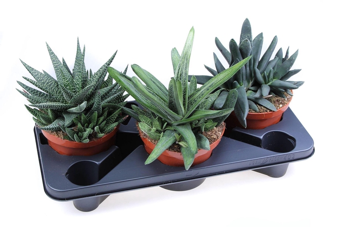 Aloe   ...mix