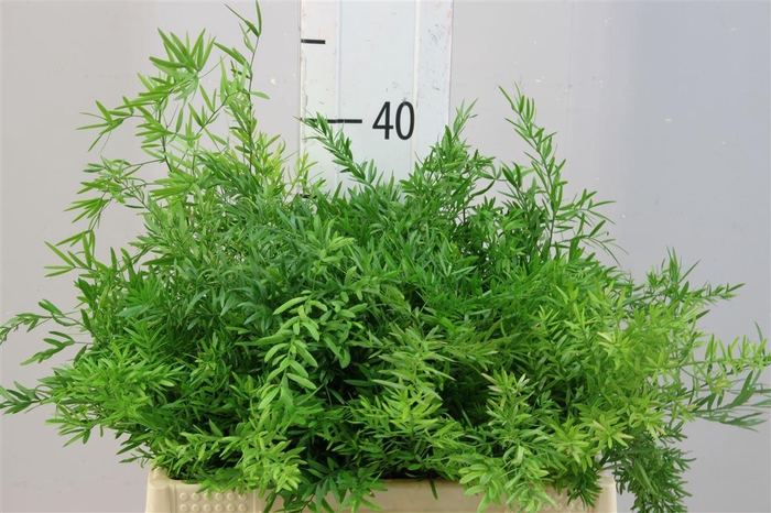 <h4>Asparagus Cwebe 35</h4>